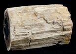 Blue Forest Petrified Wood Limb Section - / lbs #3279-2